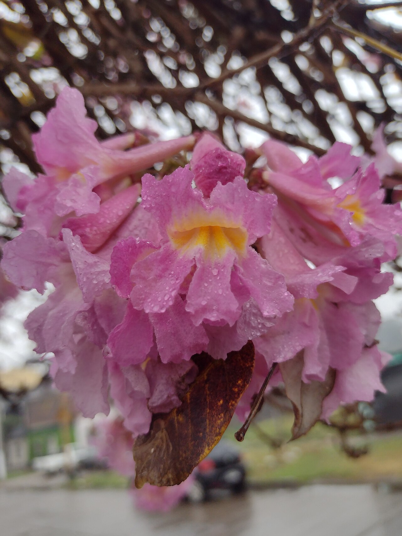 タベブイア・アベラネダエの花のアップ。ピンクのトランペット形で喉が黄色い
